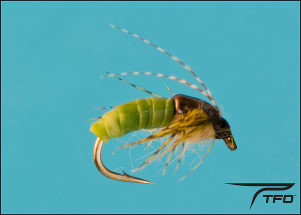 Caddis Pupa | TFO - Temple Fork Outfitters Canada