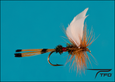 Royal Coachman | TFO - Temple Fork Outfitters Canada